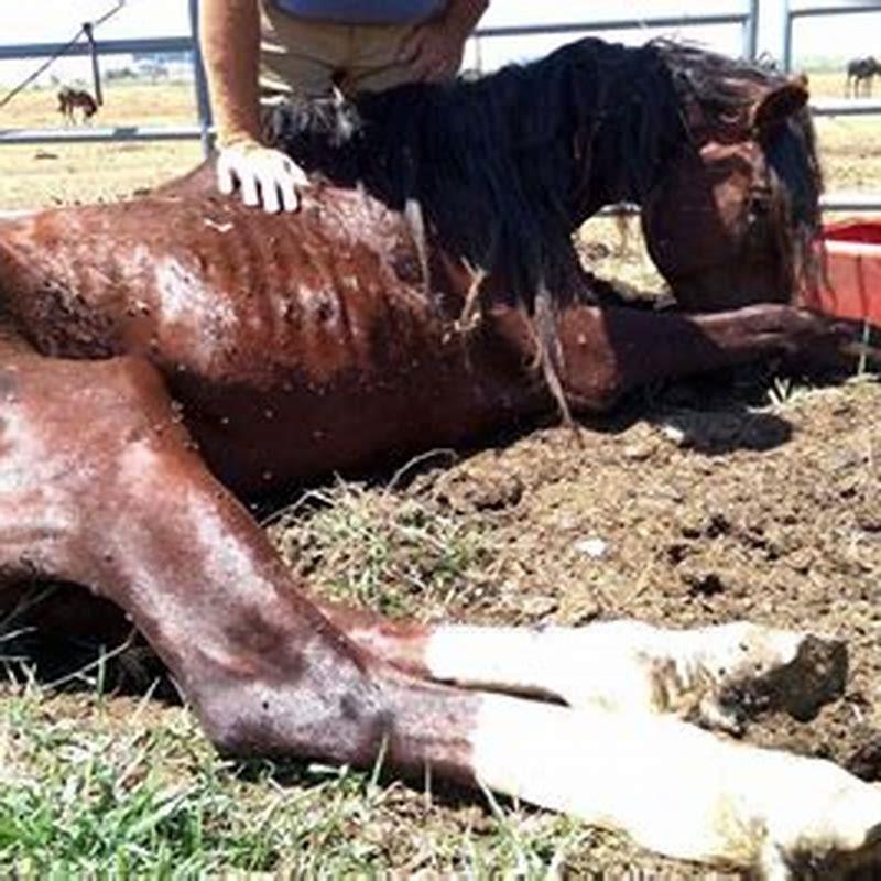 What to do with a dying horse?
