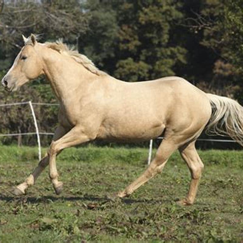What two breeds make a palomino?