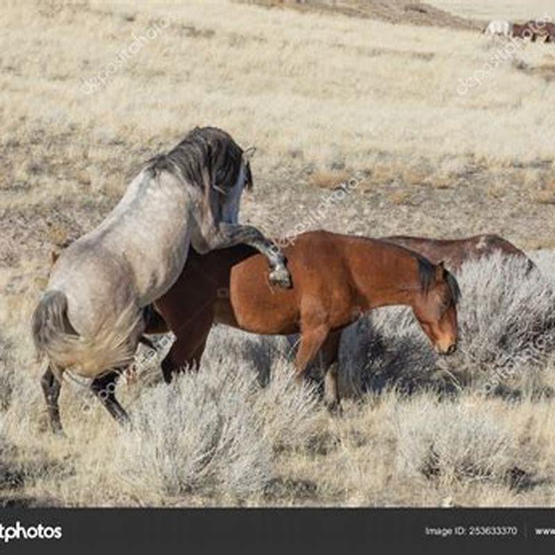What type of horses live in the desert?