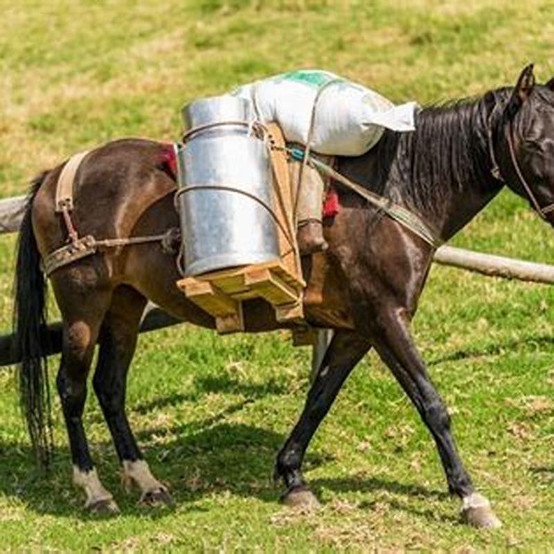 What weight rider can a horse carry?