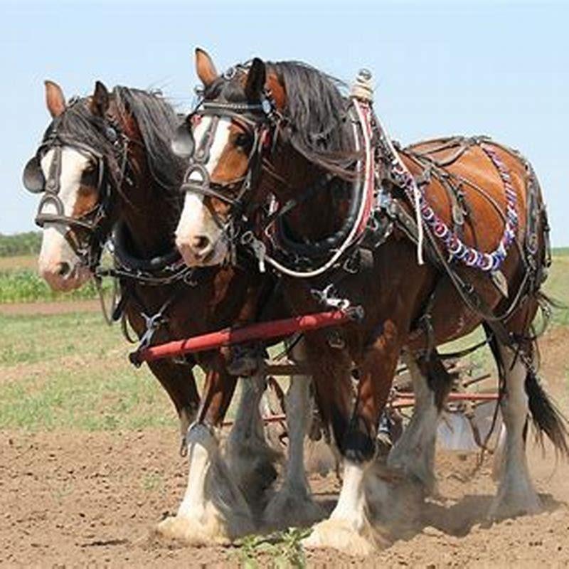 What were Clydesdales originally used for?