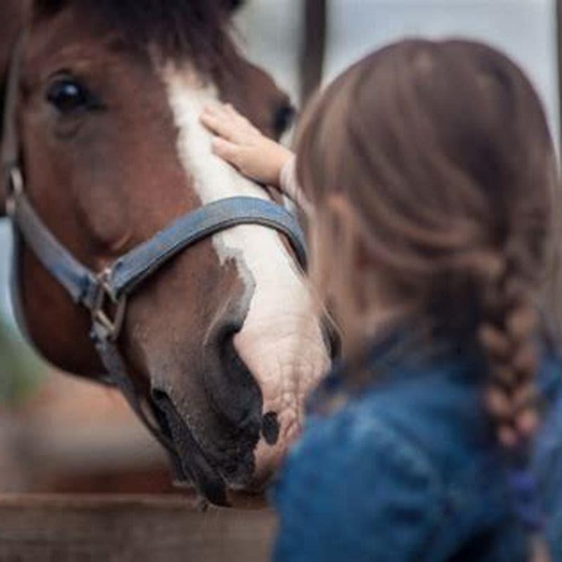 what-will-keep-horse-flies-away-diy-seattle