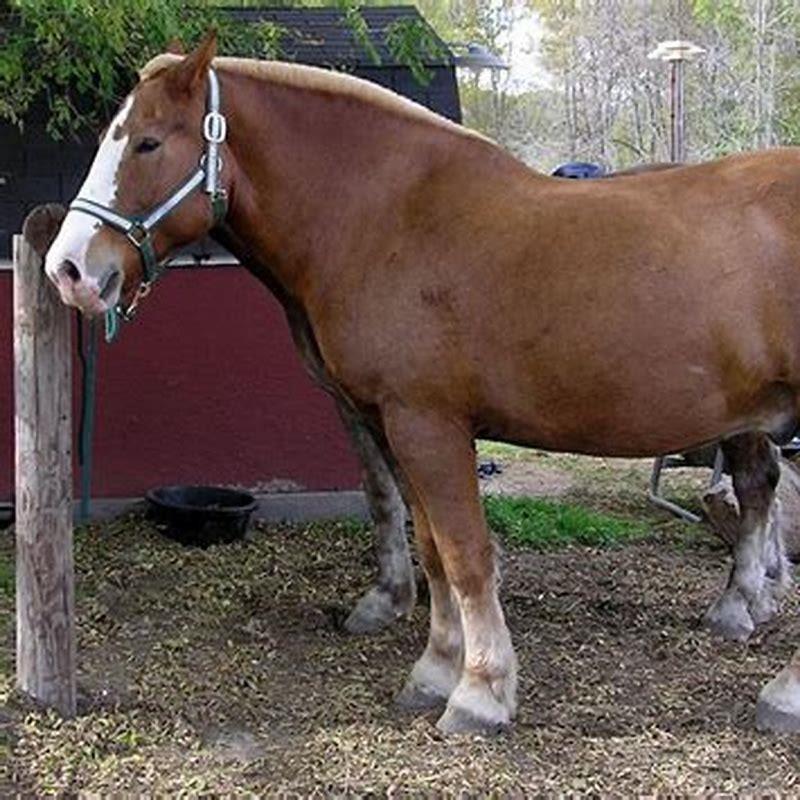 When did the Belgian horse originate?
