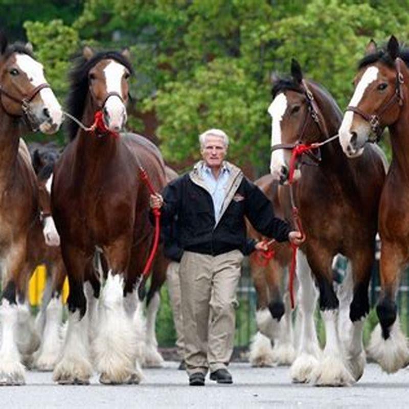 When did the Clydesdale horse originated?
