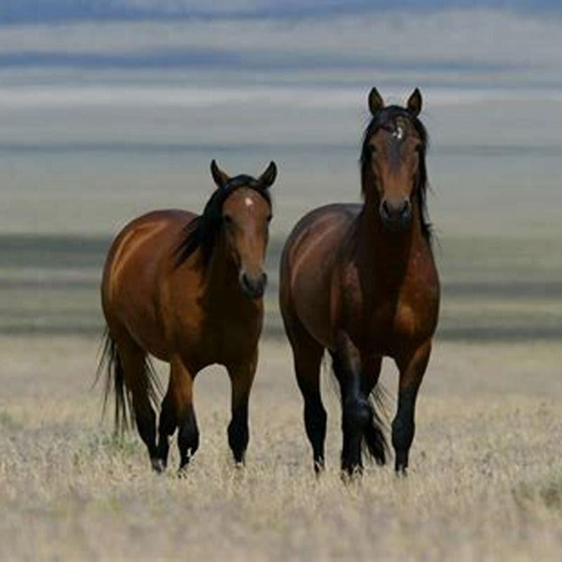 When was A Horse with No Name released?