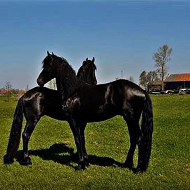 When were Friesian horses first bred?