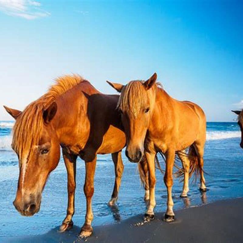 Where are the Assateague horses? - DIY Seattle