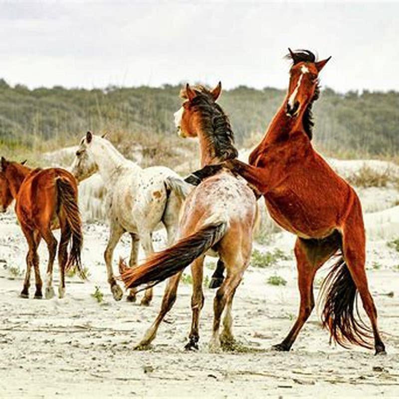 Where are the horses on Cumberland Island?