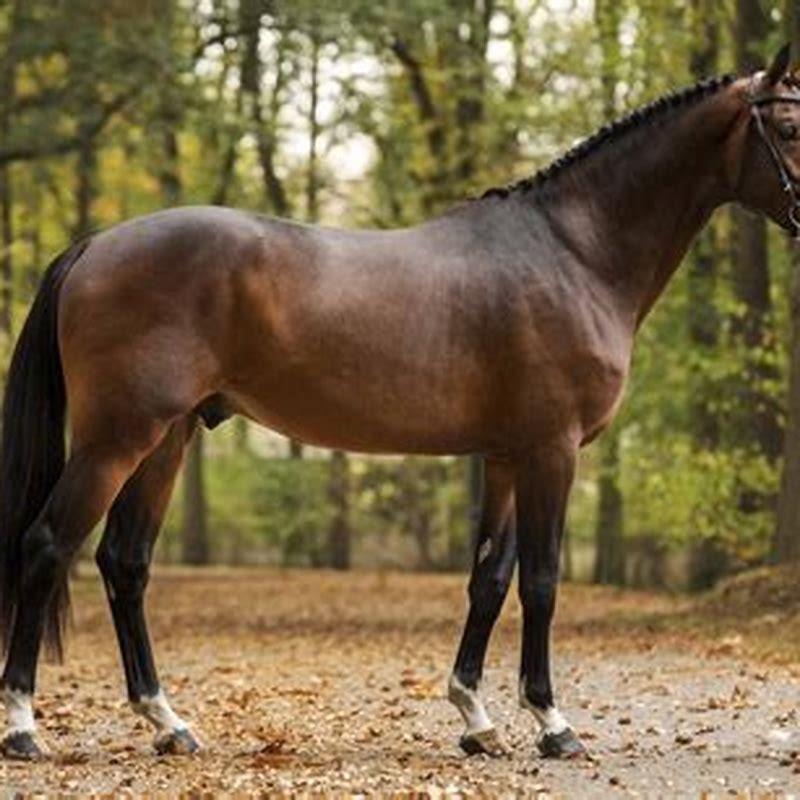 Where are Zangersheide horses from?