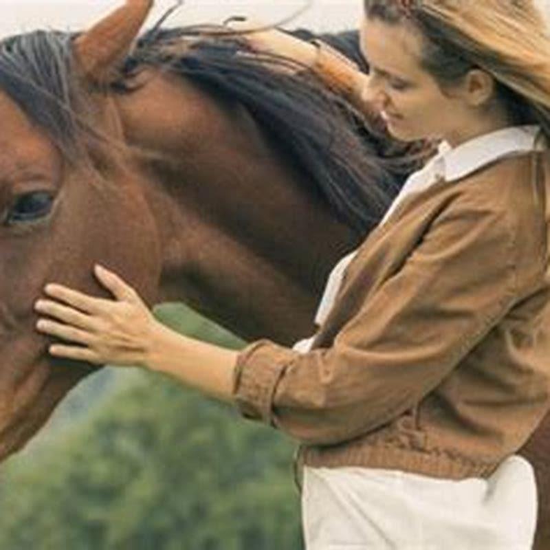 Where do horses like to be petted?