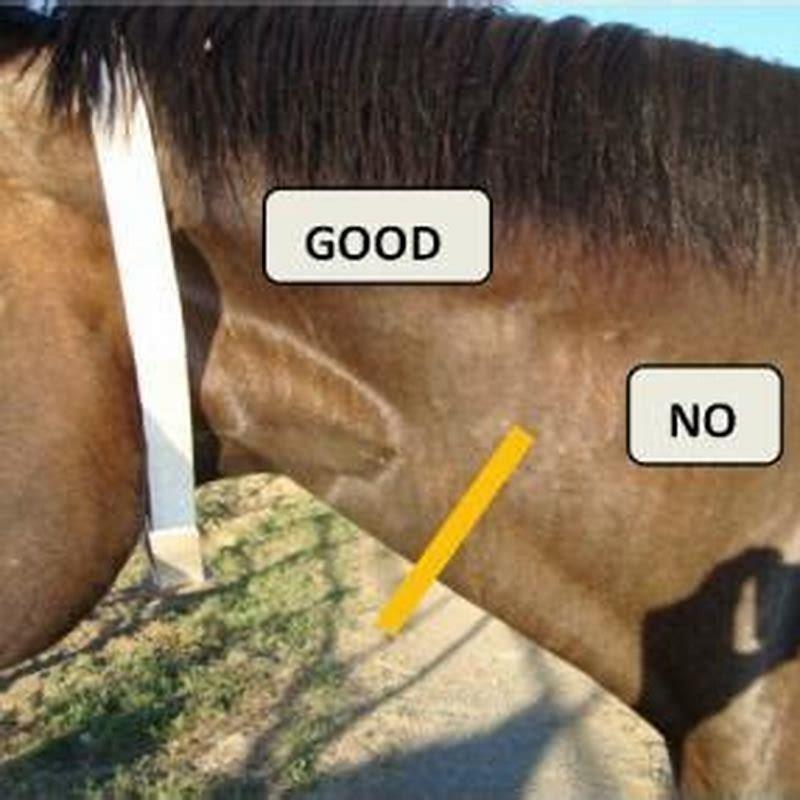 Where do you put a needle in a horses neck?