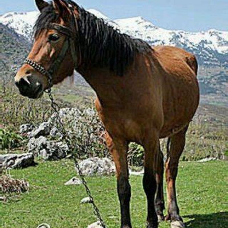 Where is the Albanian horse?