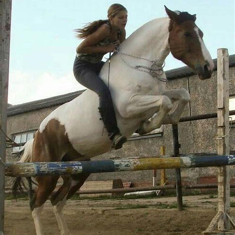 Which horse breed can jump the highest?