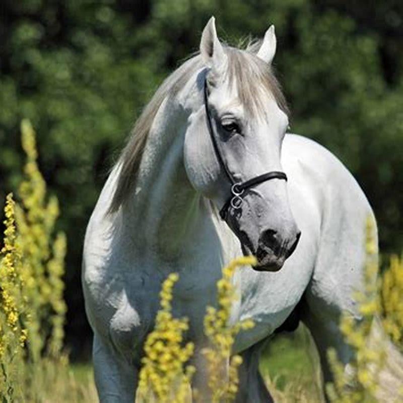 Which horse breed is closely related to the Andalusian?