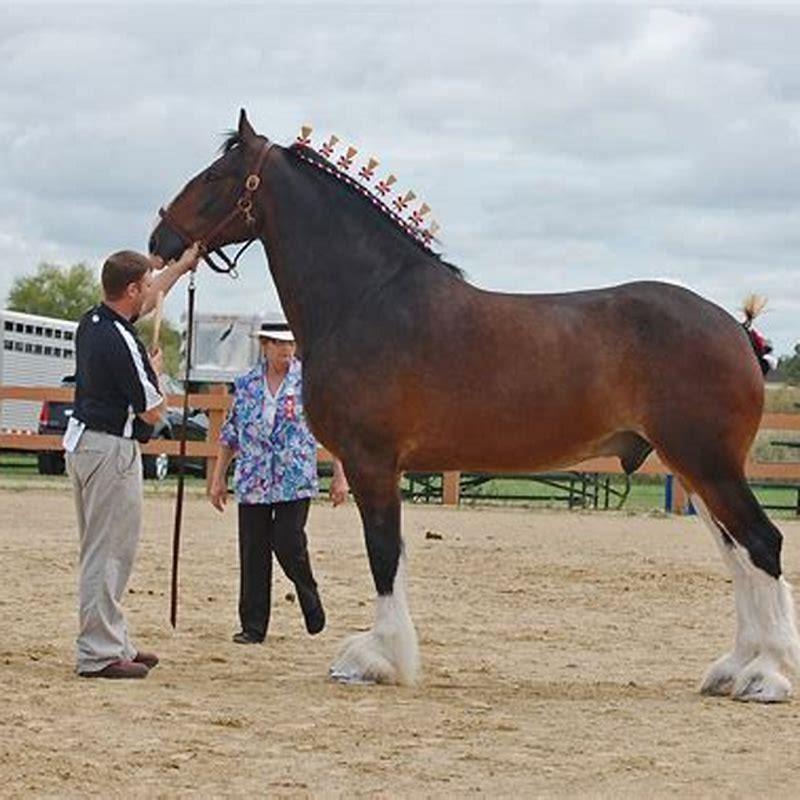 Why are Belgian Draft horses so big?