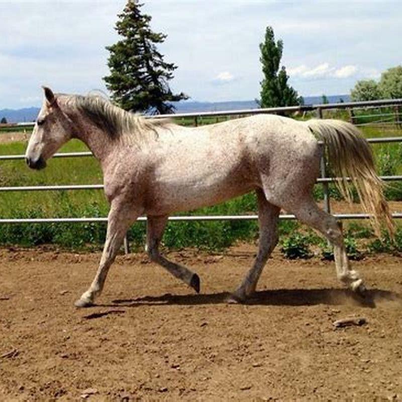 Why are horse called horse?