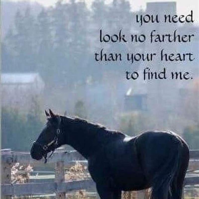 Why cant you call a horse white?