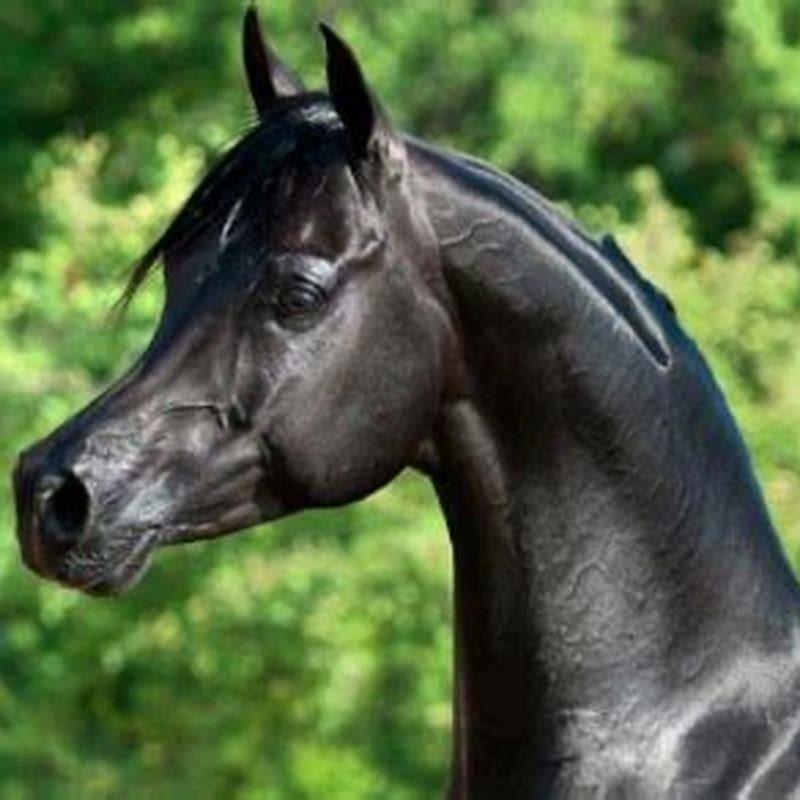 Why did the horse have a long face?