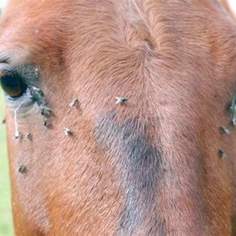 Why do flies bite horses? DIY Seattle