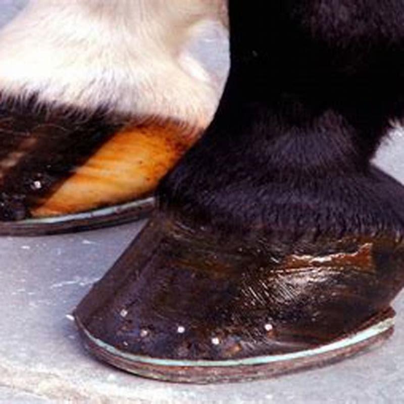 Why do wild horses not need shoes?