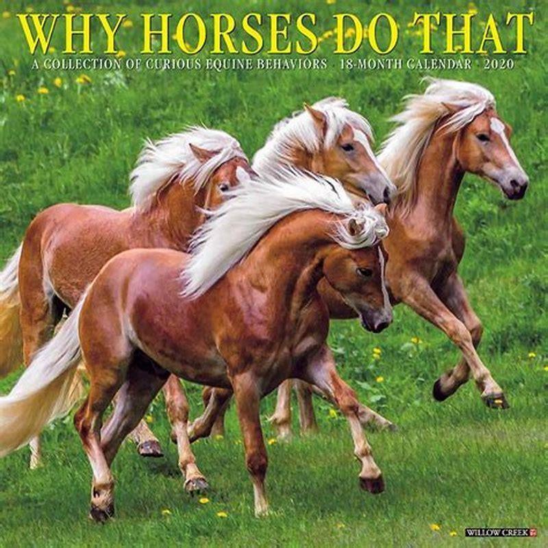 why-do-you-call-a-horse-with-no-name-diy-seattle