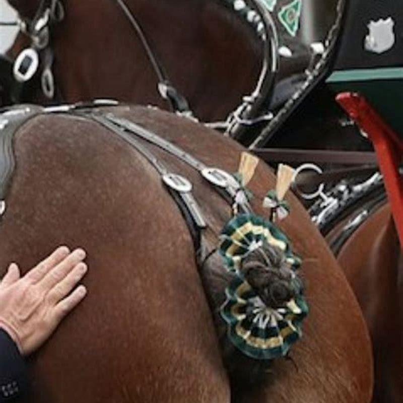 Why does a horse have a long tail?