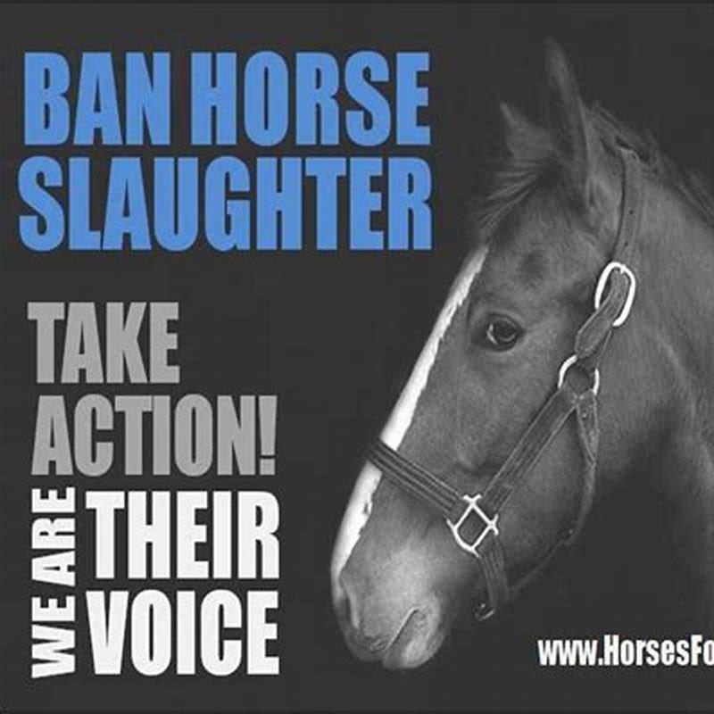 Why is horse slaughter illegal? DIY Seattle