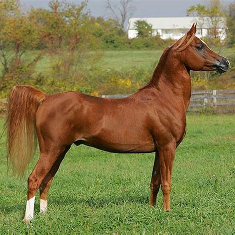 why-were-arabian-horses-bred-diy-seattle