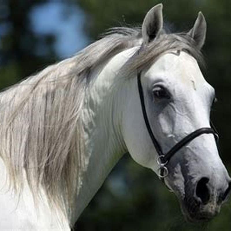 Are Andalusians good horses?