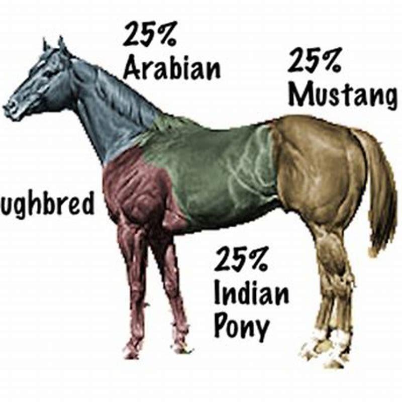 Are Arabians faster than Quarter horses?