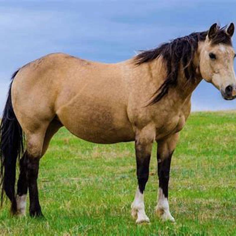 Are buckskin horses born with black legs?