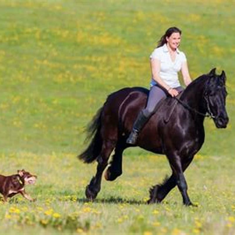 Are Friesian horses good runners?
