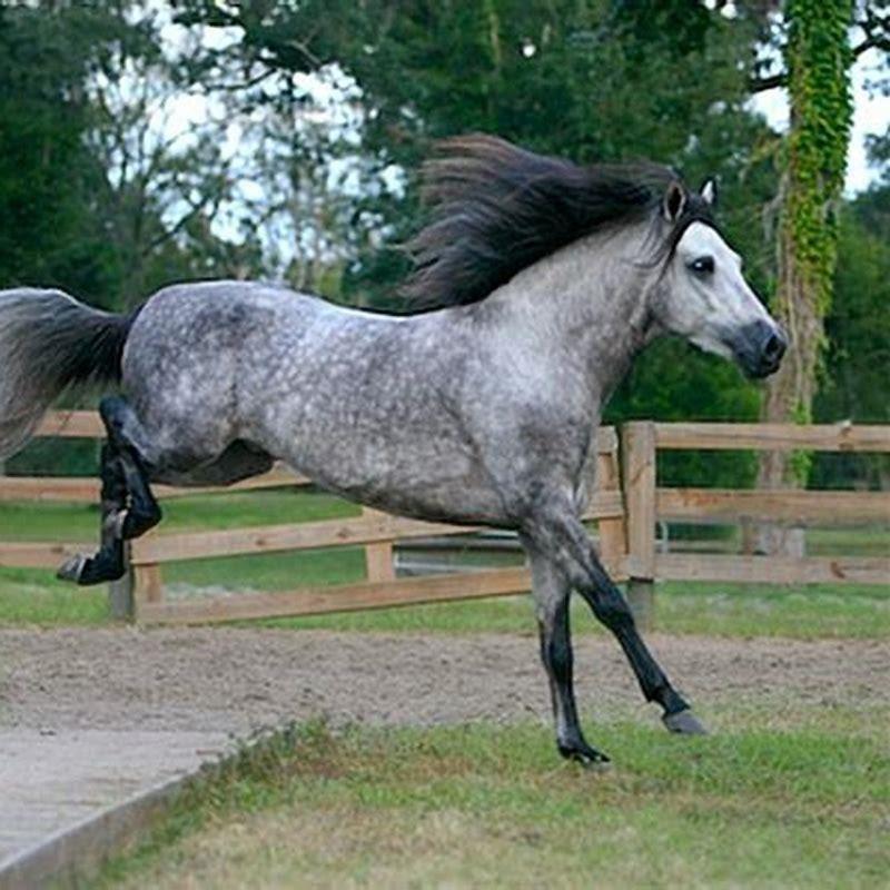 Are Paso Fino horses rare?