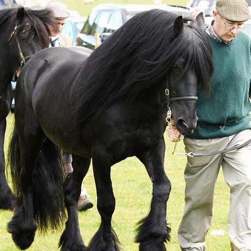 Can adults ride Fell Ponies?