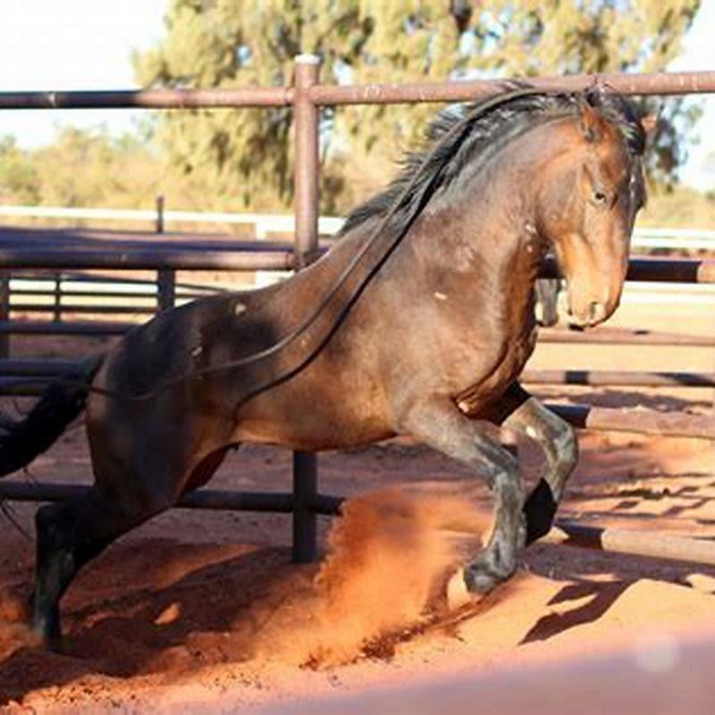 Can wild horses be trained?