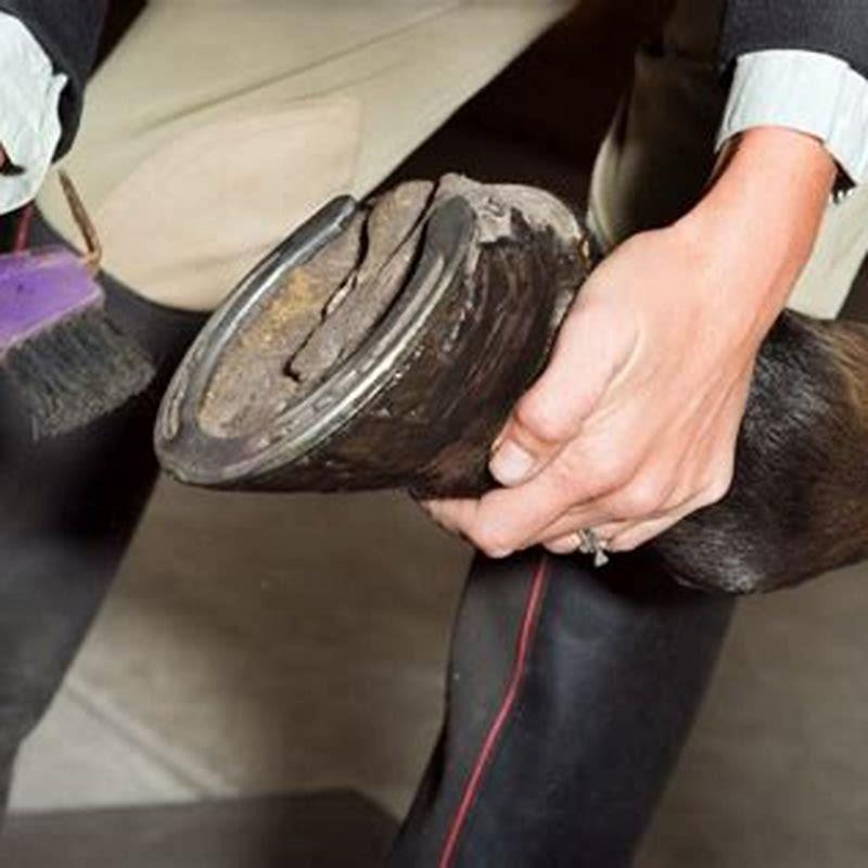 can-you-trim-your-horses-feet-yourself-diy-seattle