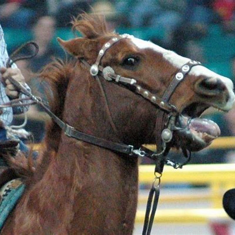Do all horses need a bit?