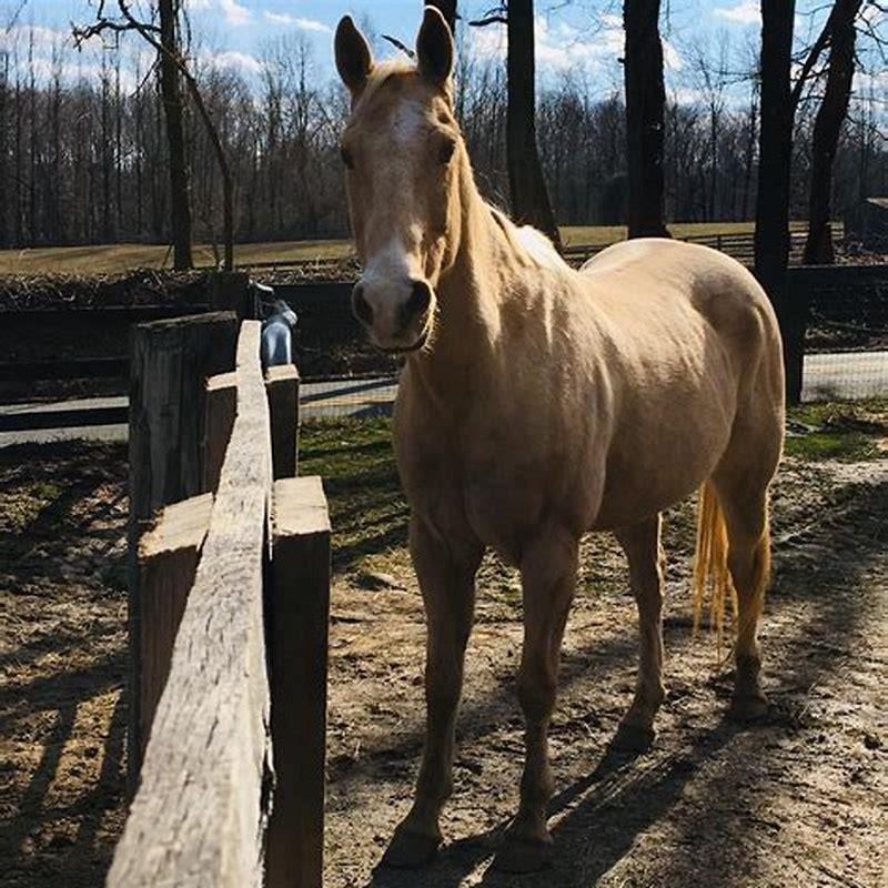 Do Charlie horses come from?