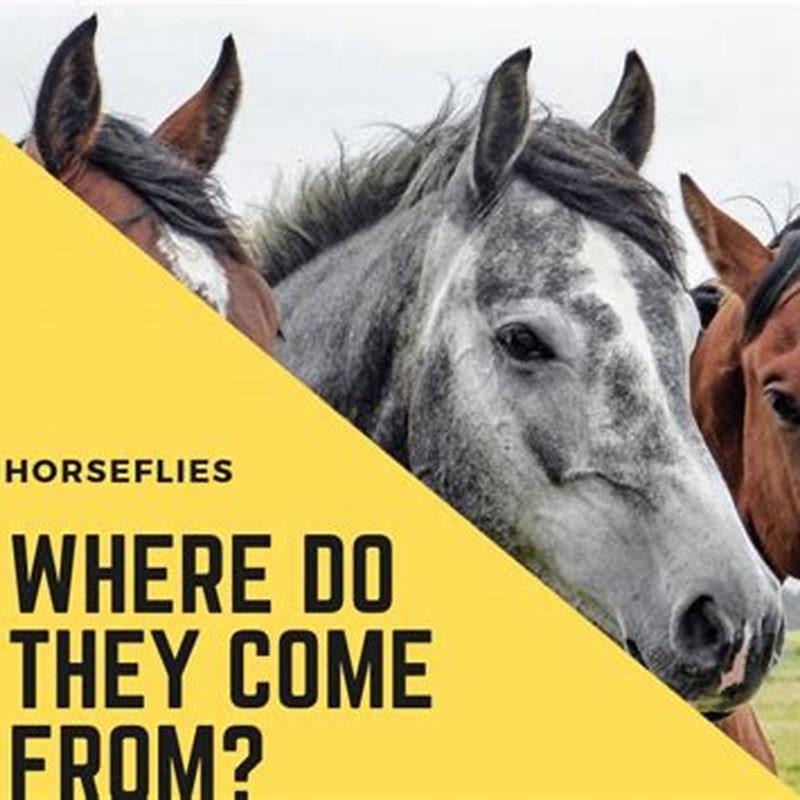 Do horse flies eat meat?