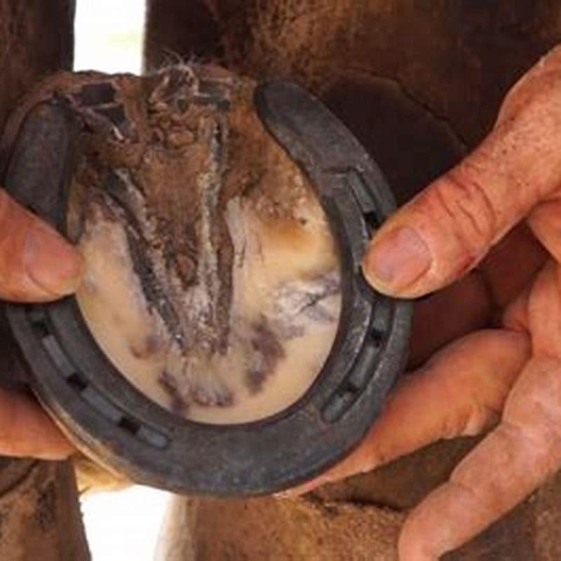 Do horses really need horse shoes?
