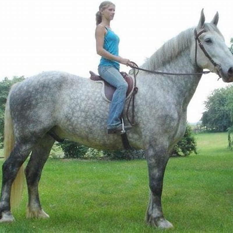 Do Percherons make good riding horses?