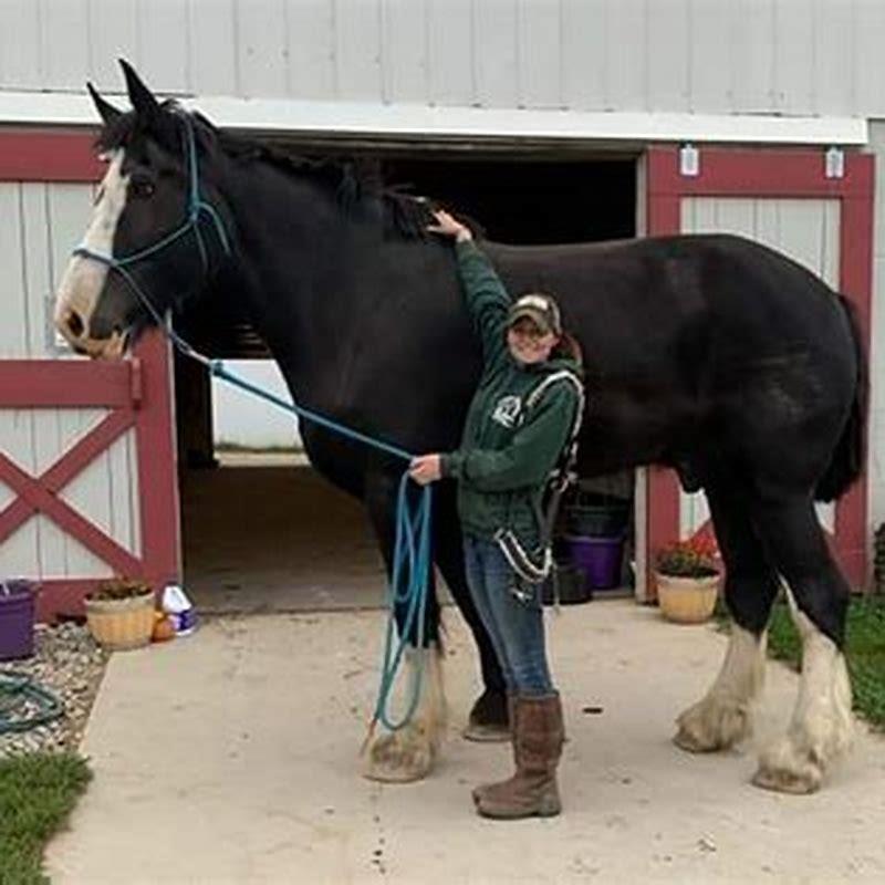 how-big-can-a-horse-get-diy-seattle