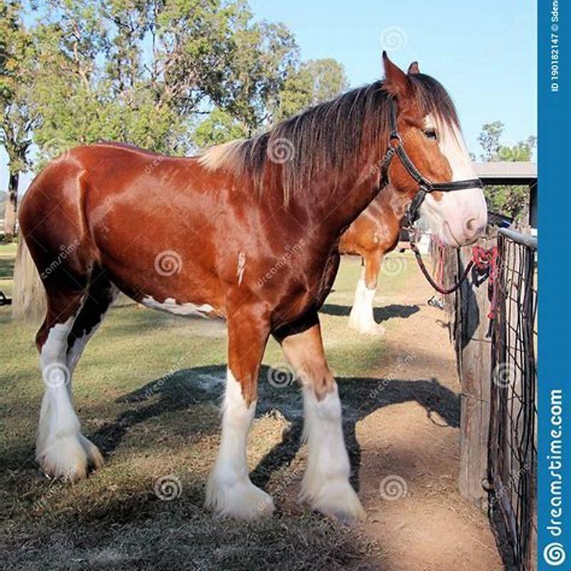 how-big-is-a-horse-in-feet-diy-seattle