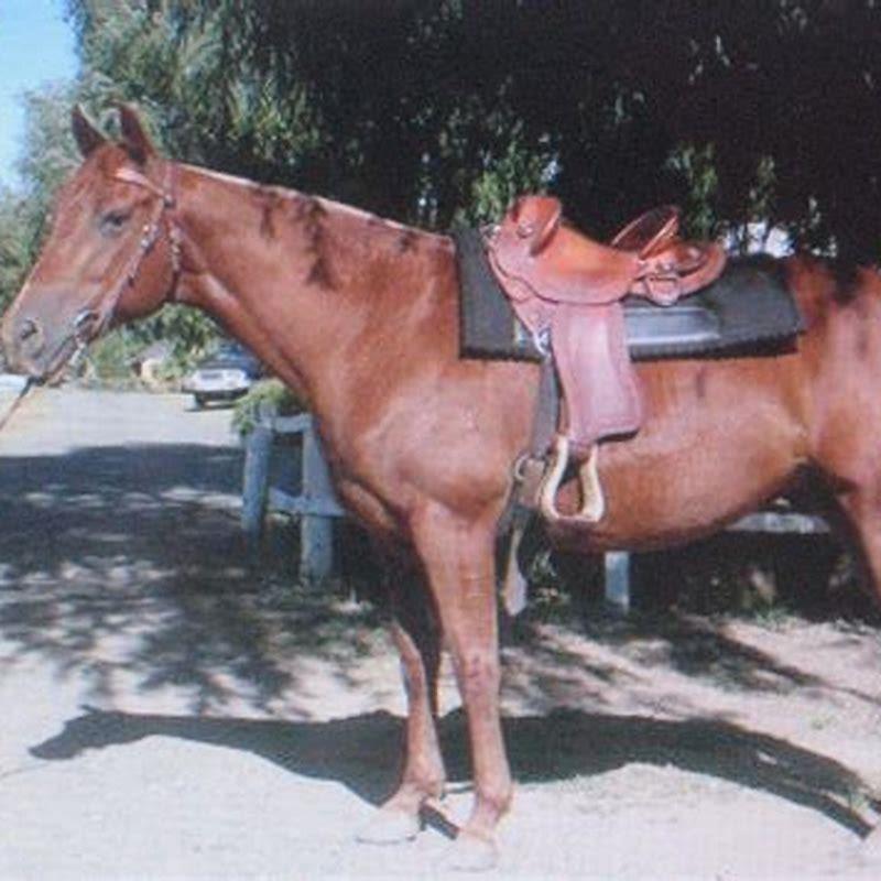 How do chestnuts get on horses?