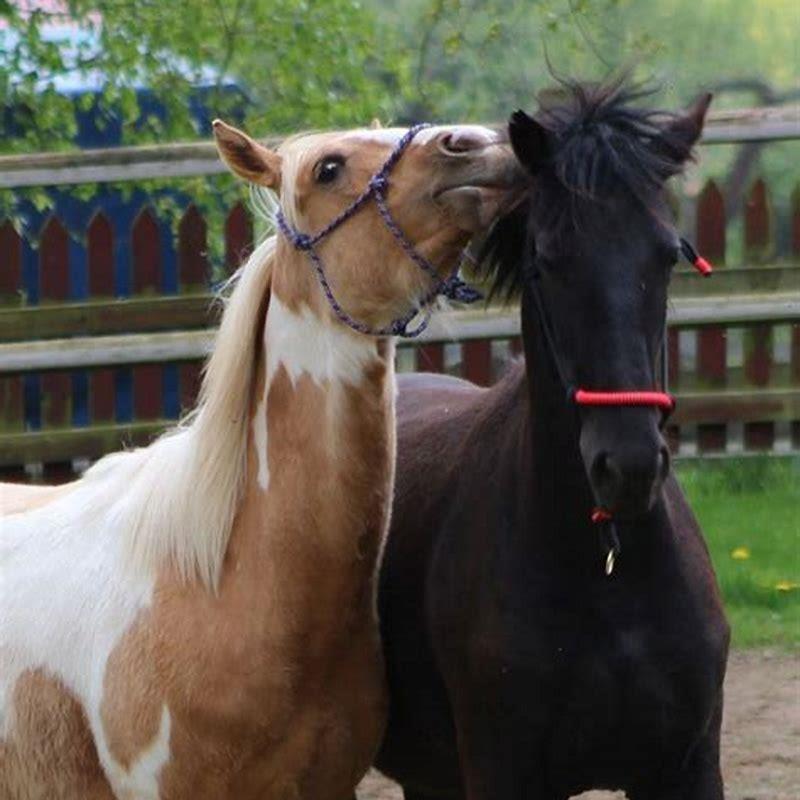 How do I communicate with my horse?