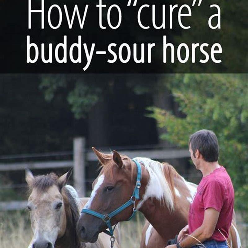 how-do-i-stop-my-horse-from-being-sour-buddy-diy-seattle