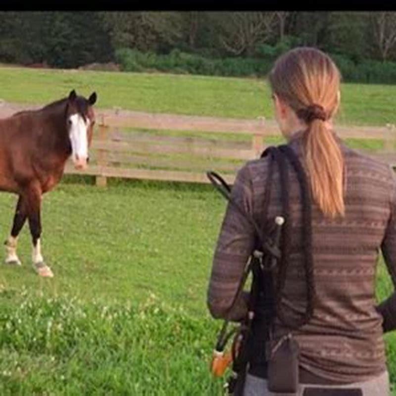 How do you catch a horse that is hard to catch?