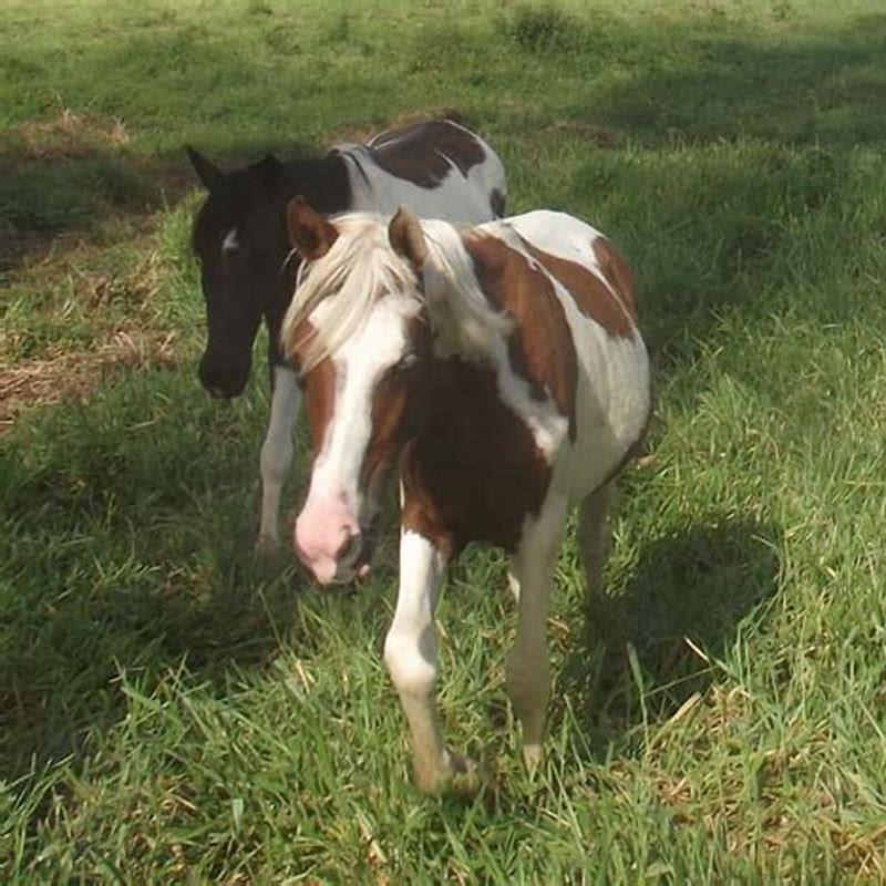 How do you get a horse to come when called?