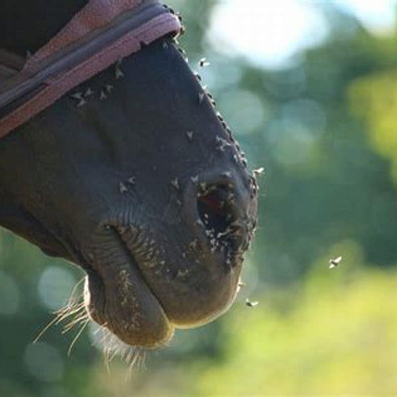 How do you keep horse flies away?