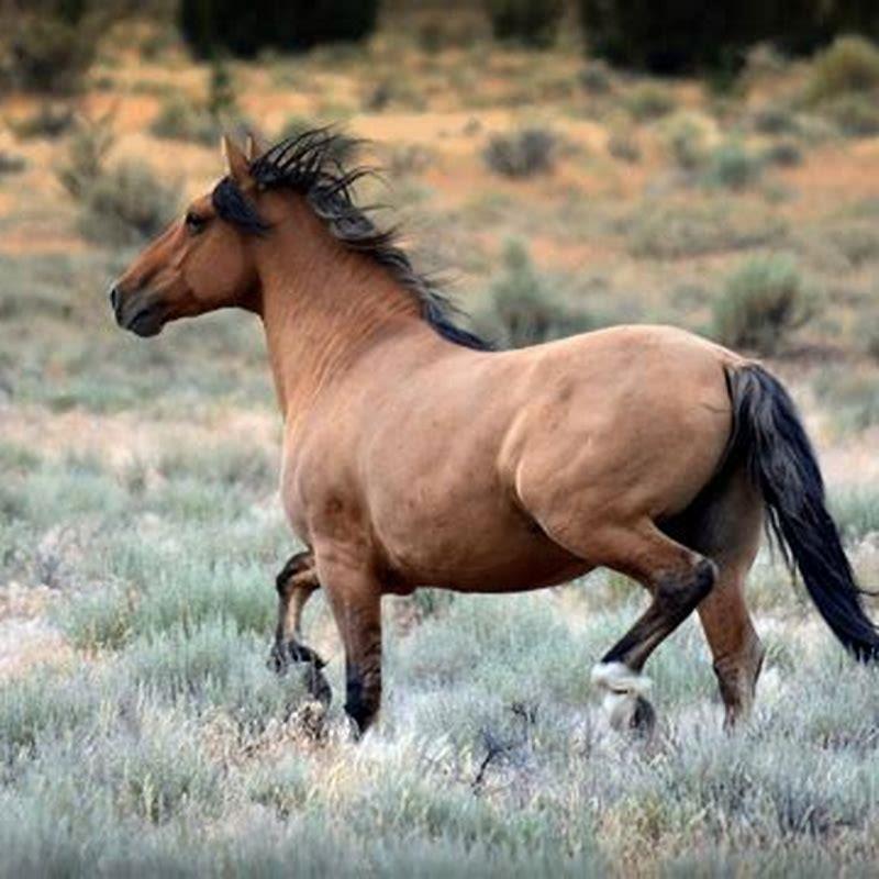 How do you know if a horse is a mustang?